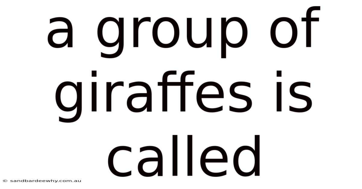 A Group Of Giraffes Is Called