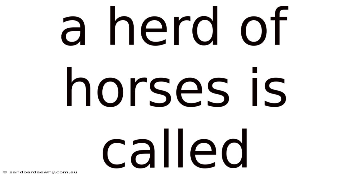 A Herd Of Horses Is Called