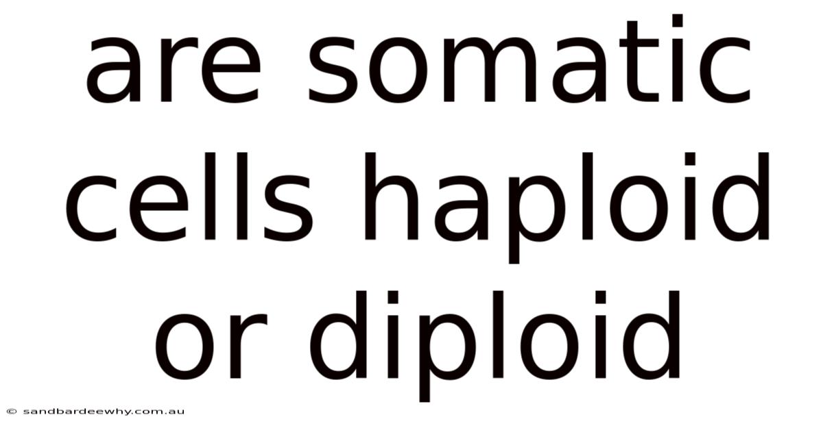 Are Somatic Cells Haploid Or Diploid