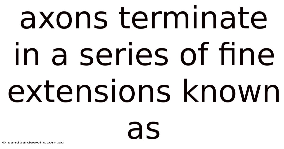 Axons Terminate In A Series Of Fine Extensions Known As