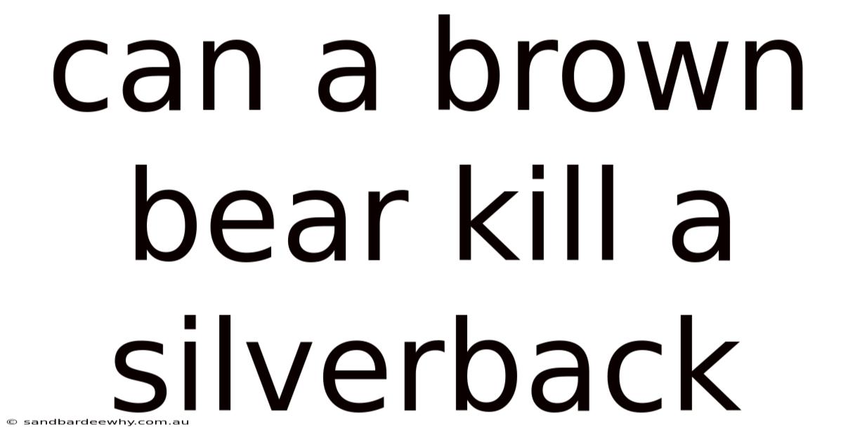 Can A Brown Bear Kill A Silverback