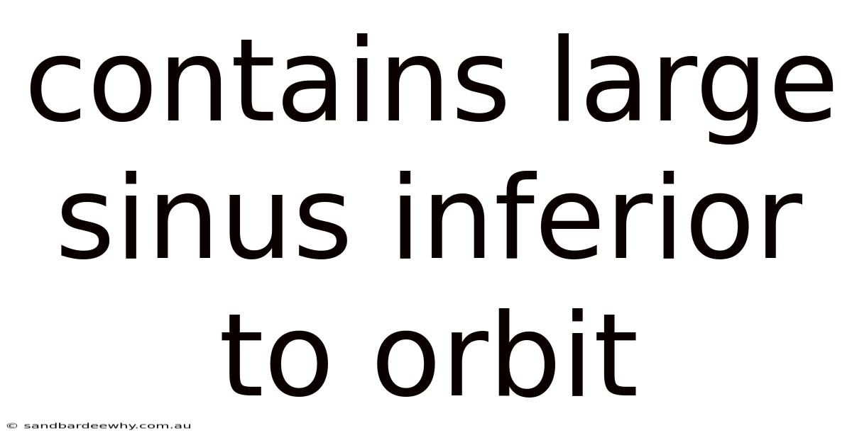 Contains Large Sinus Inferior To Orbit