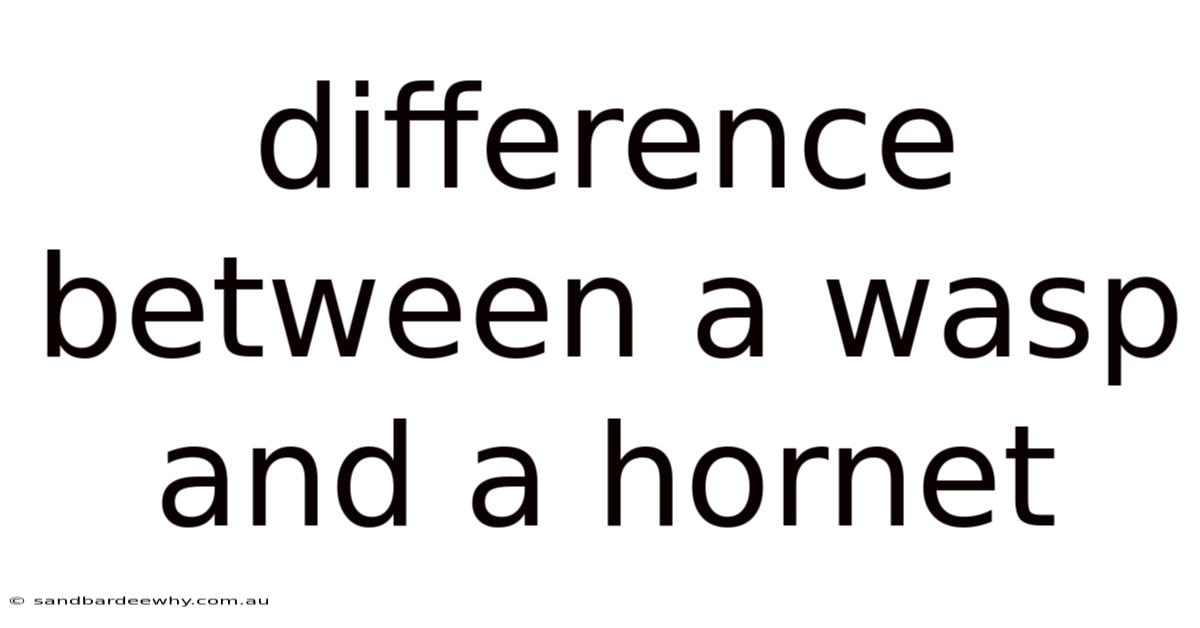 Difference Between A Wasp And A Hornet