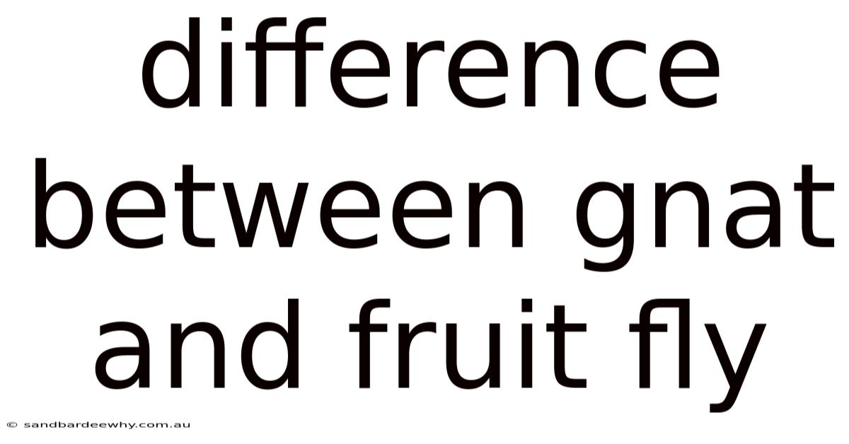 Difference Between Gnat And Fruit Fly