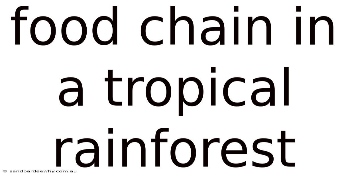 Food Chain In A Tropical Rainforest