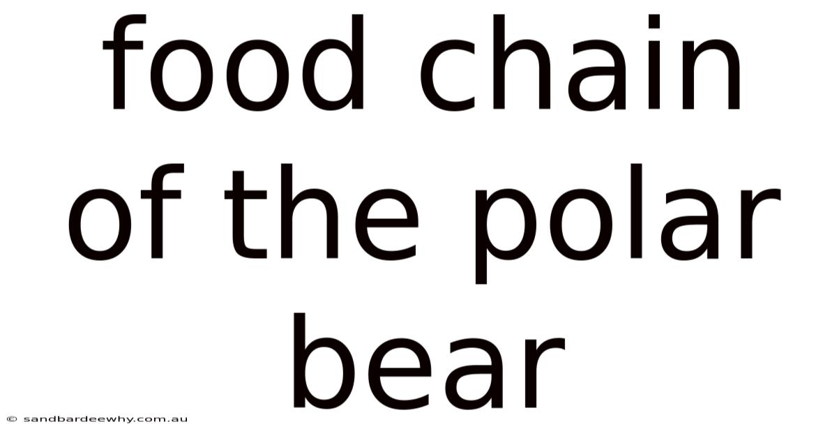 Food Chain Of The Polar Bear