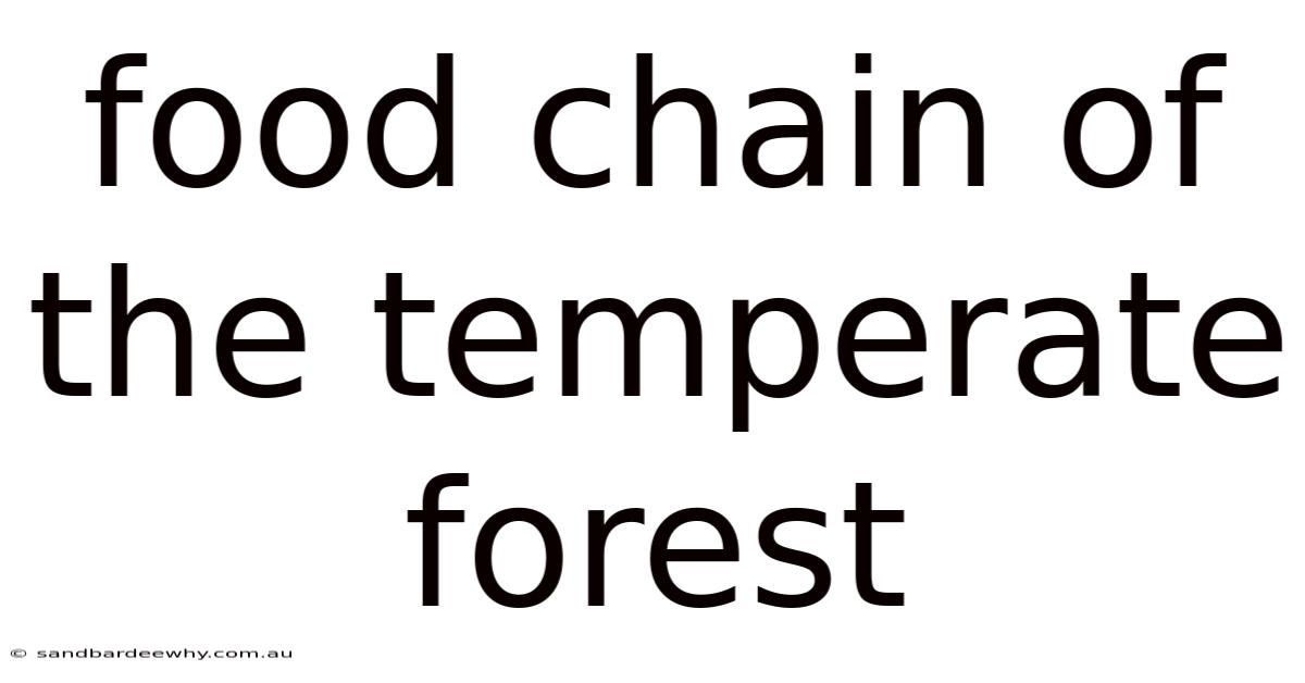 Food Chain Of The Temperate Forest