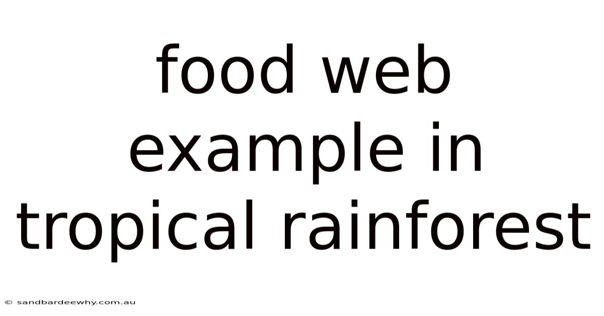 Food Web Example In Tropical Rainforest