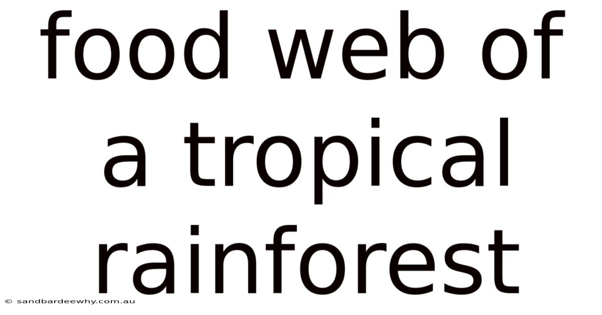 Food Web Of A Tropical Rainforest