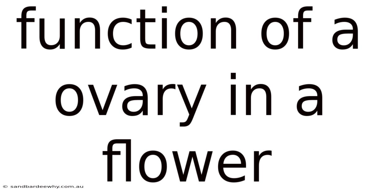 Function Of A Ovary In A Flower