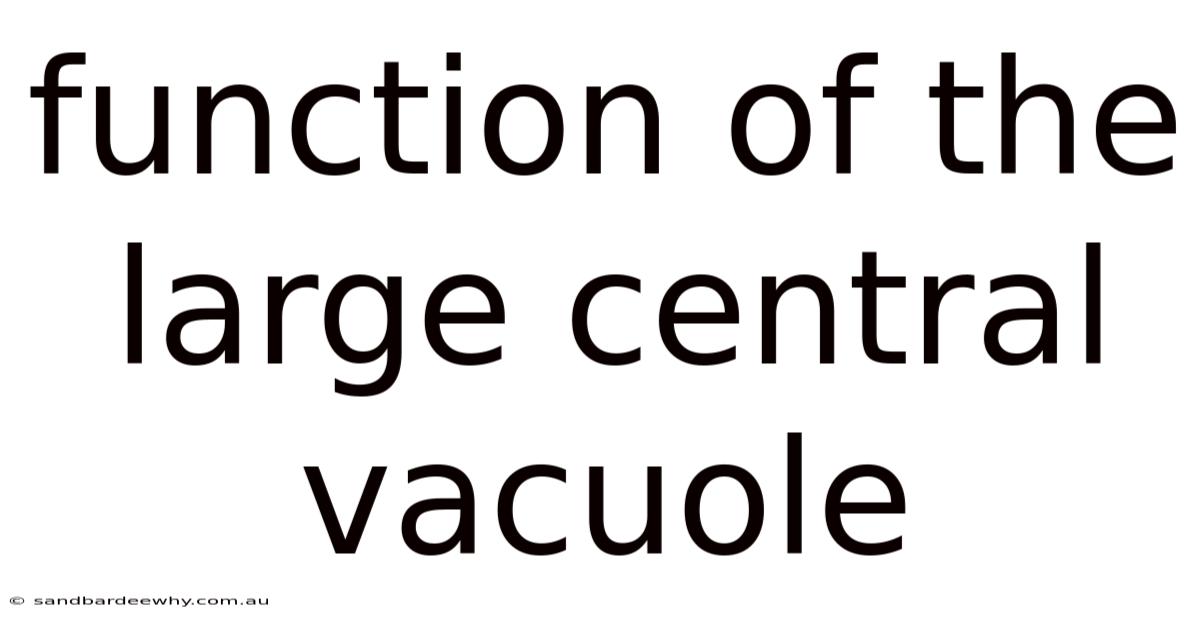 Function Of The Large Central Vacuole
