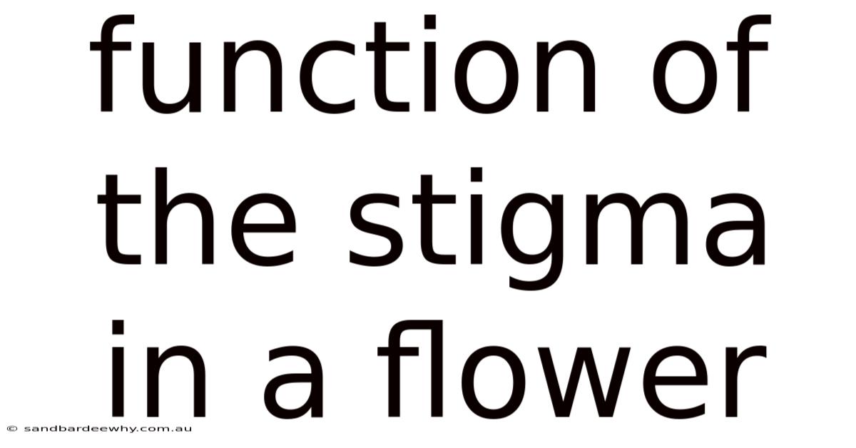 Function Of The Stigma In A Flower