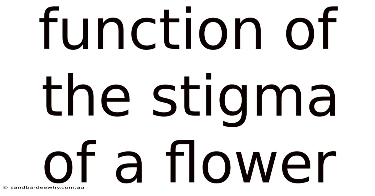 Function Of The Stigma Of A Flower