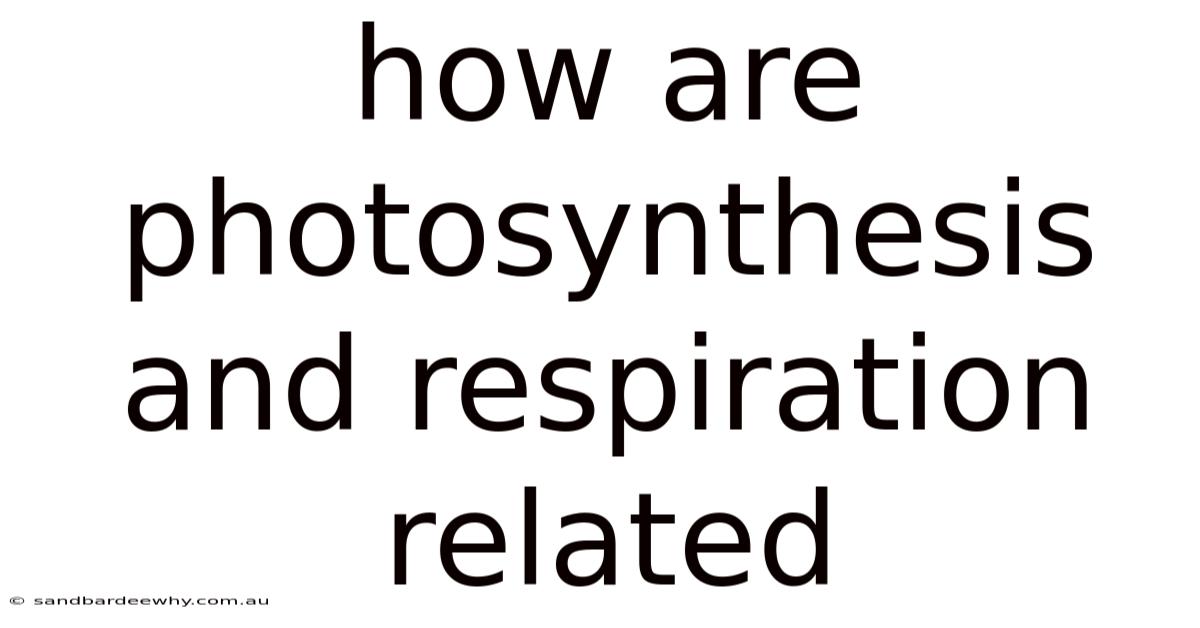 How Are Photosynthesis And Respiration Related