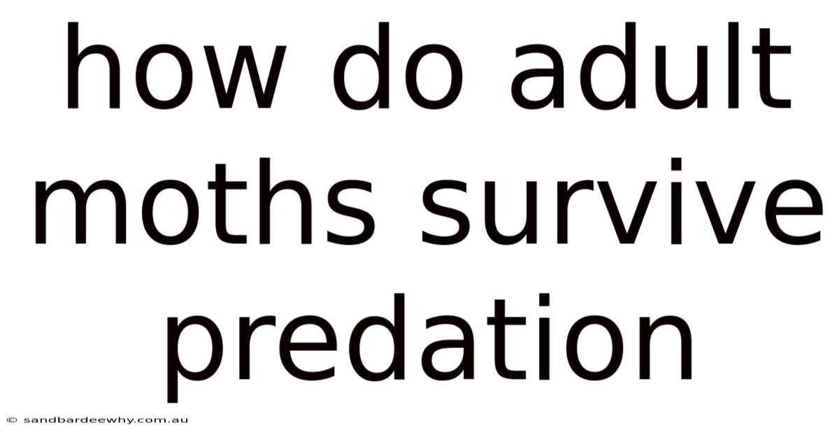 How Do Adult Moths Survive Predation
