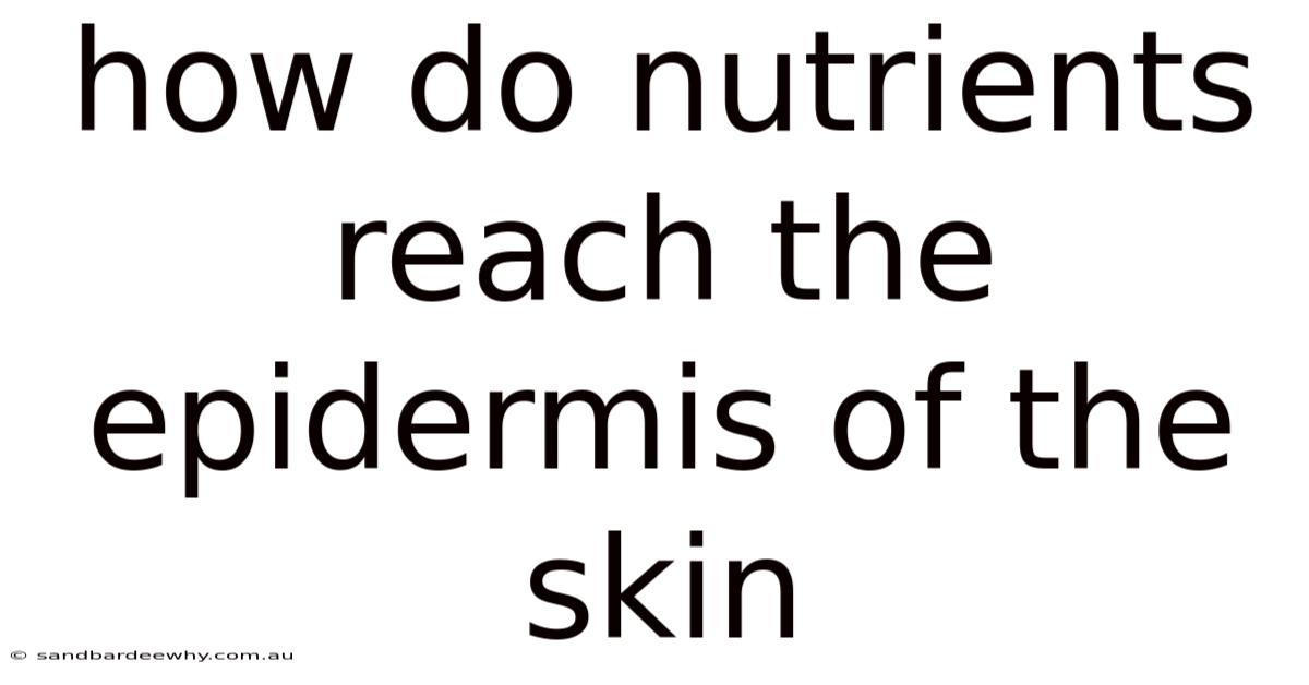 How Do Nutrients Reach The Epidermis Of The Skin
