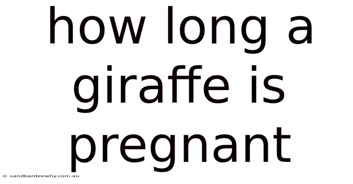 How Long A Giraffe Is Pregnant