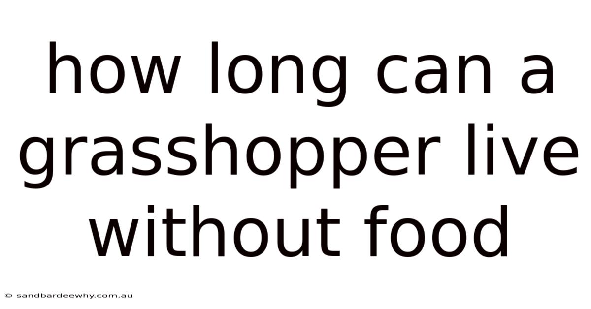 How Long Can A Grasshopper Live Without Food