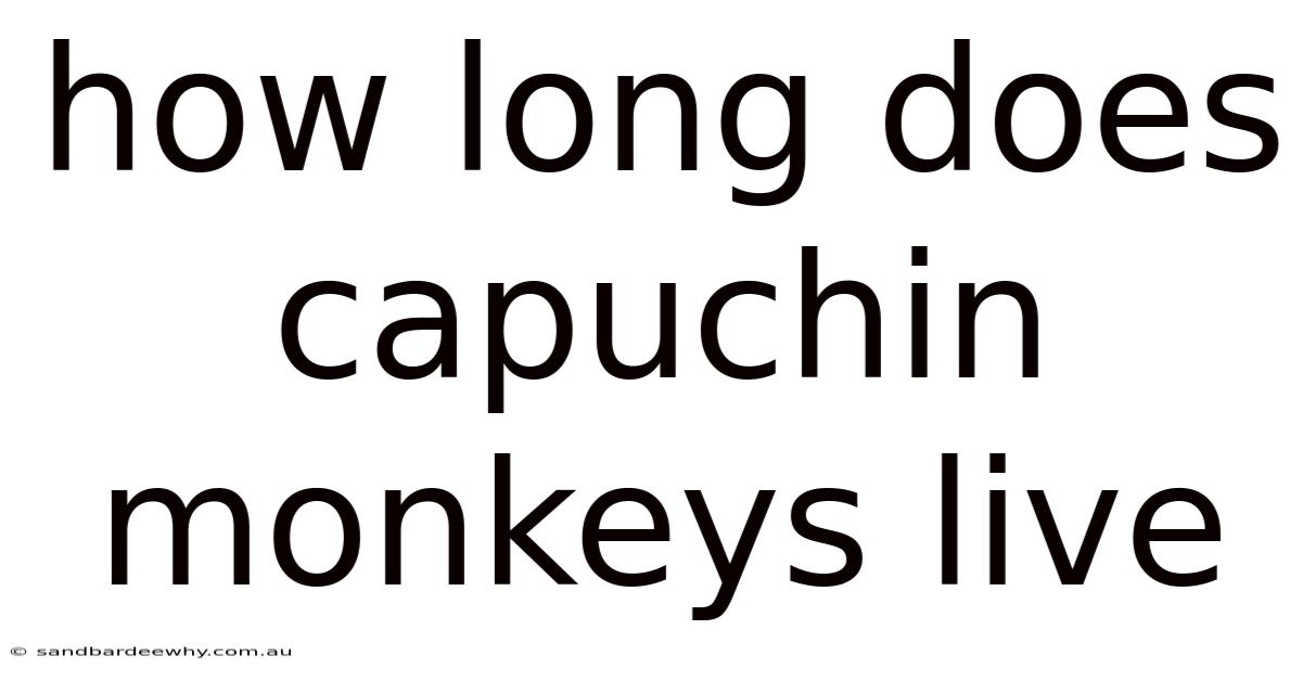 How Long Does Capuchin Monkeys Live