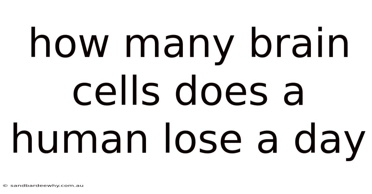 How Many Brain Cells Does A Human Lose A Day