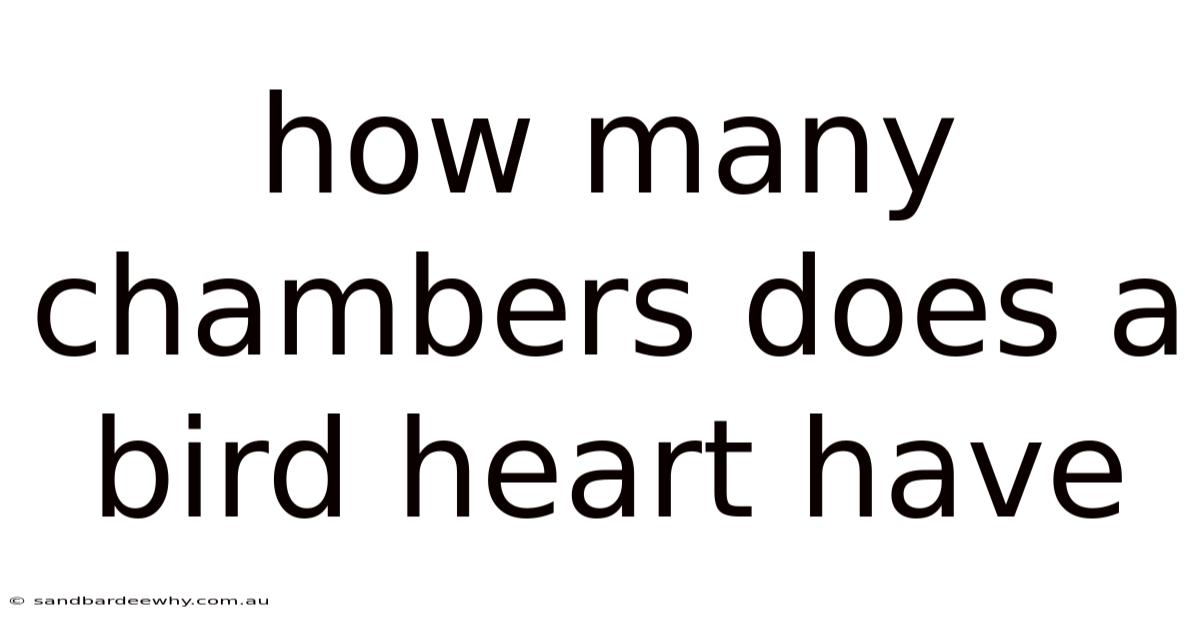 How Many Chambers Does A Bird Heart Have