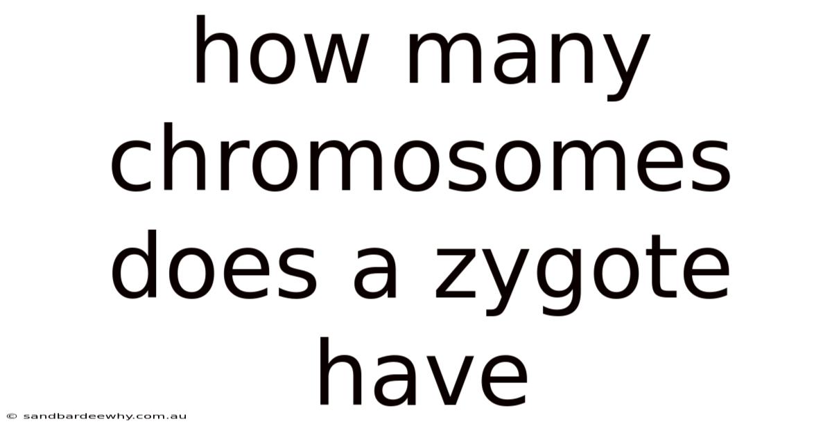 How Many Chromosomes Does A Zygote Have