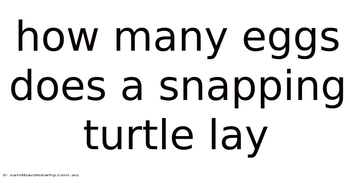 How Many Eggs Does A Snapping Turtle Lay