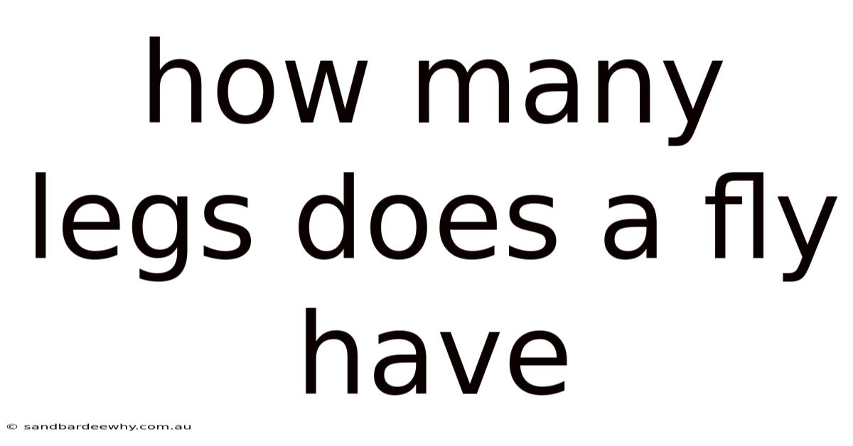 How Many Legs Does A Fly Have