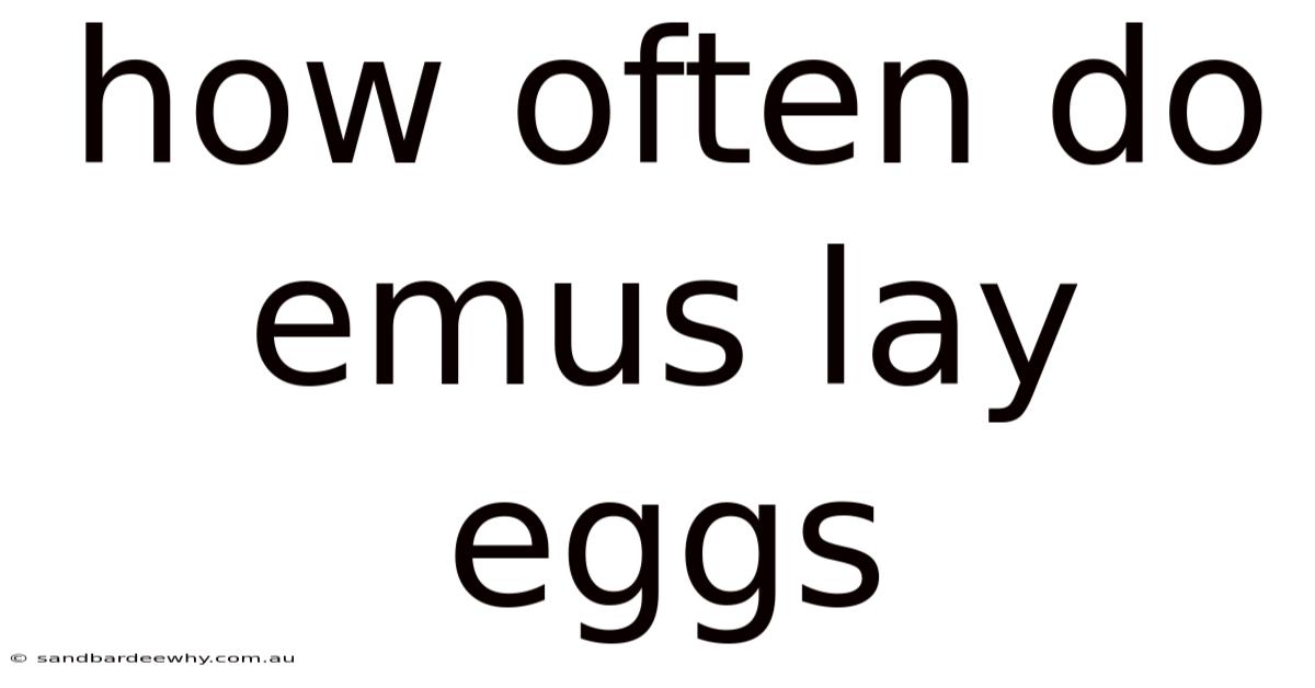 How Often Do Emus Lay Eggs