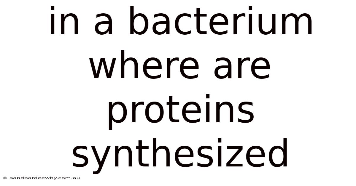 In A Bacterium Where Are Proteins Synthesized