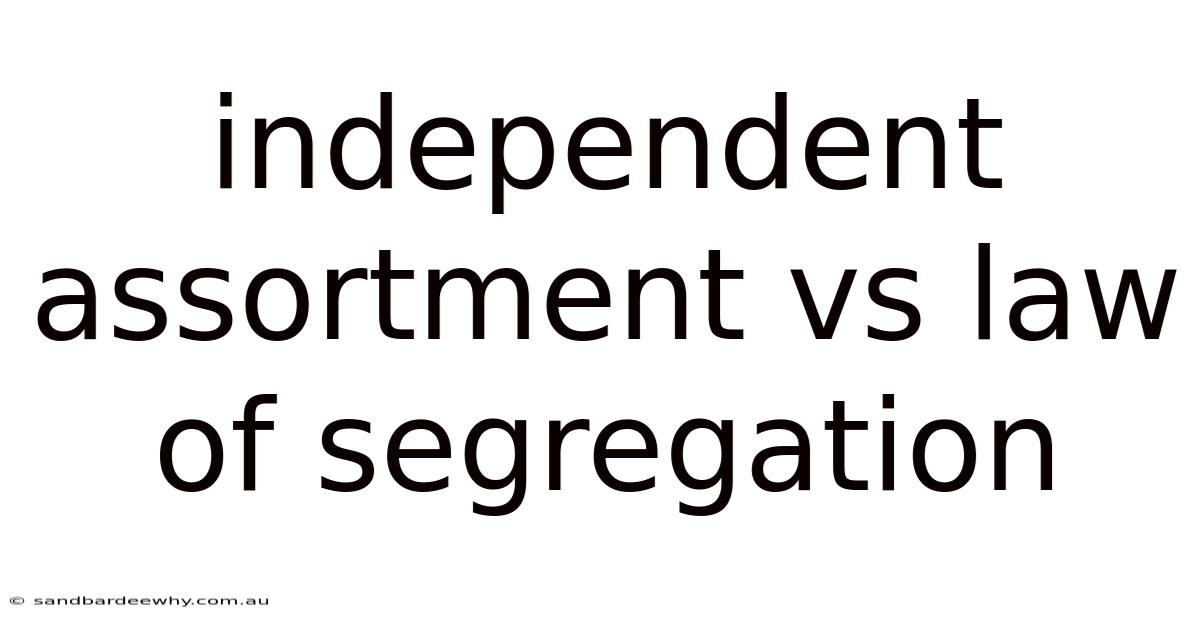 Independent Assortment Vs Law Of Segregation