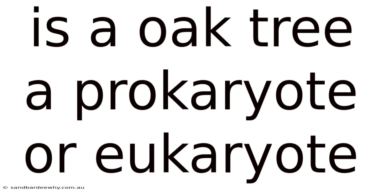 Is A Oak Tree A Prokaryote Or Eukaryote