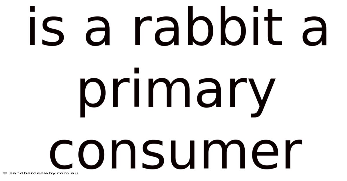 Is A Rabbit A Primary Consumer