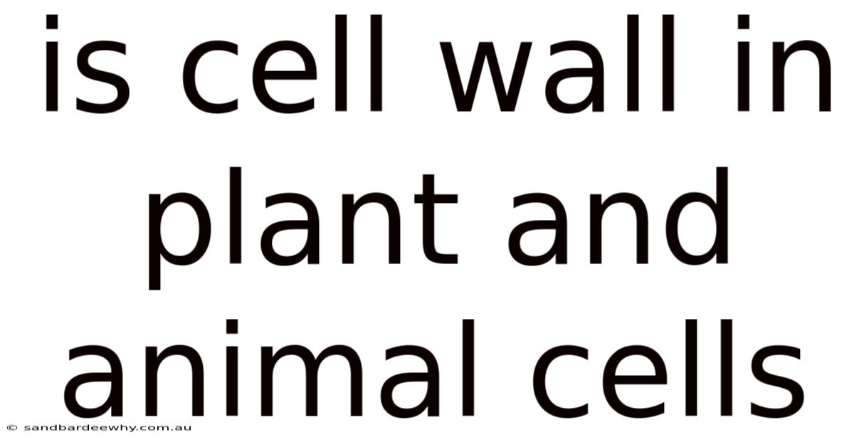 Is Cell Wall In Plant And Animal Cells