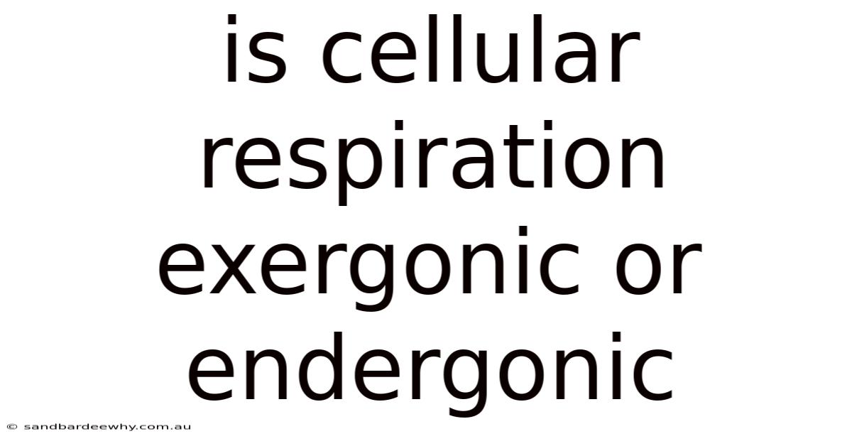 Is Cellular Respiration Exergonic Or Endergonic