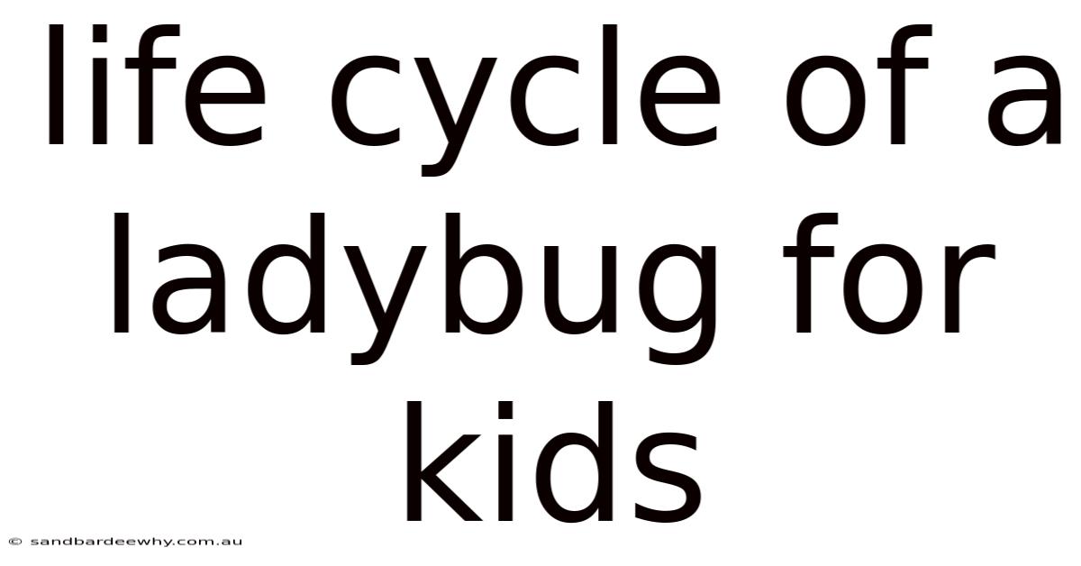 Life Cycle Of A Ladybug For Kids