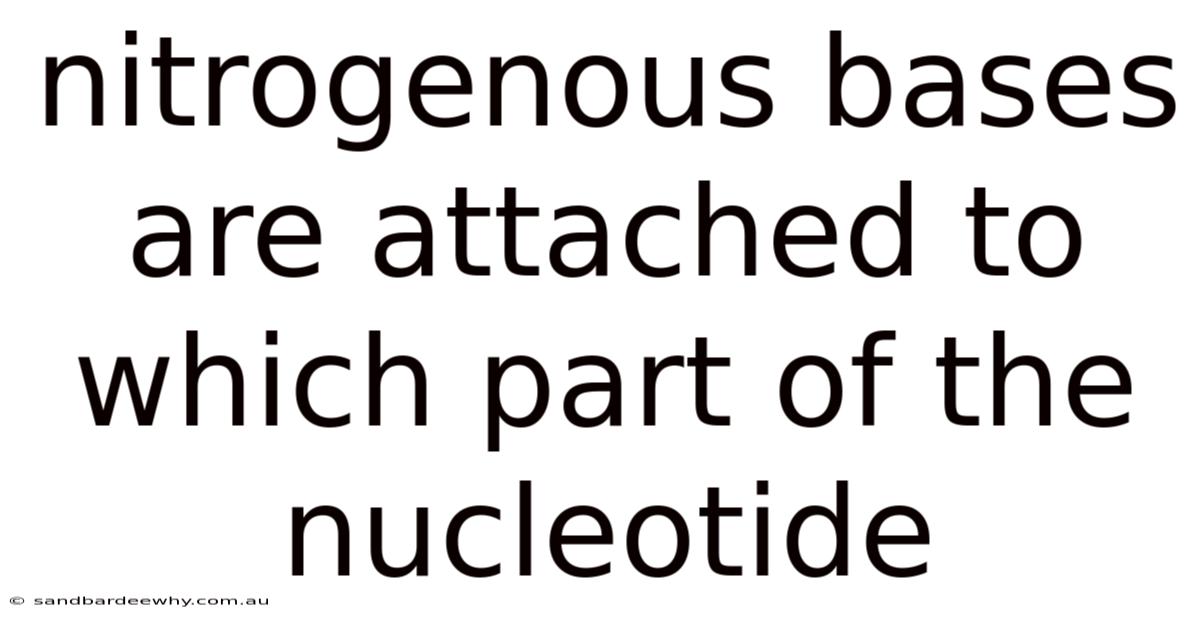 Nitrogenous Bases Are Attached To Which Part Of The Nucleotide