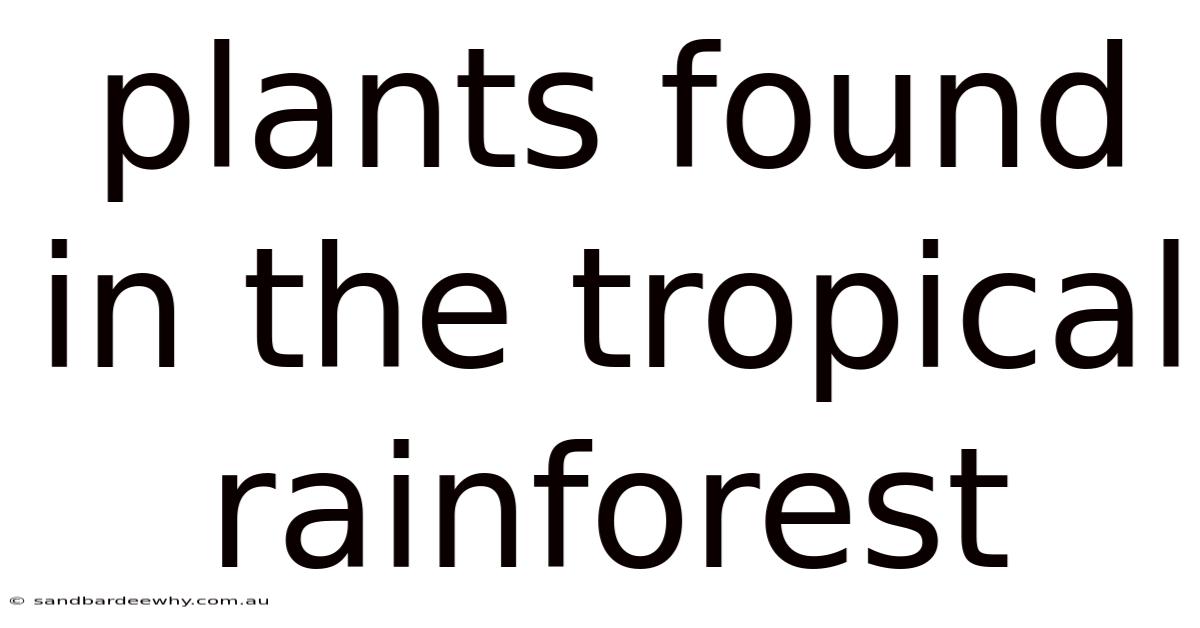 Plants Found In The Tropical Rainforest