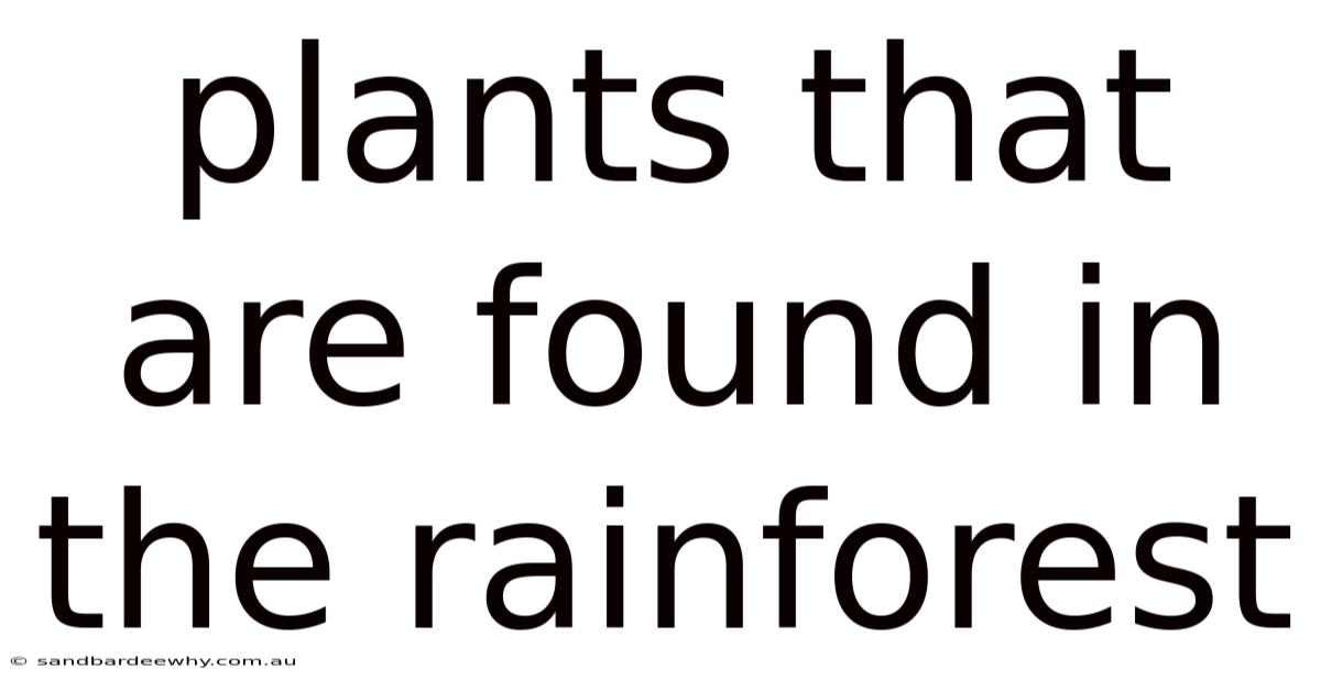 Plants That Are Found In The Rainforest