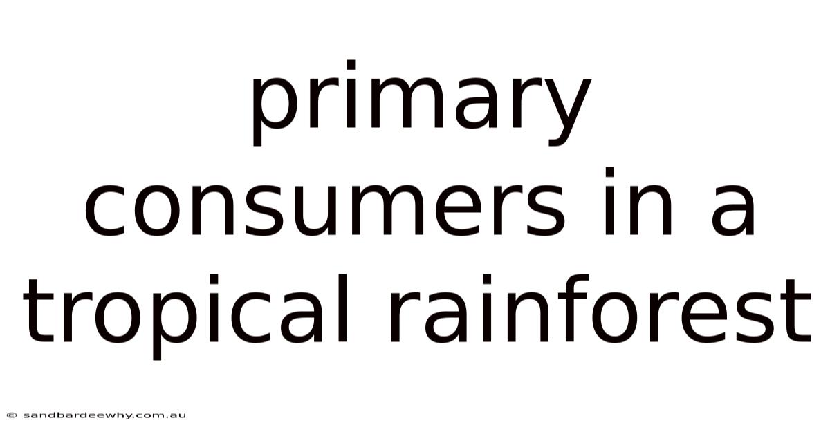 Primary Consumers In A Tropical Rainforest
