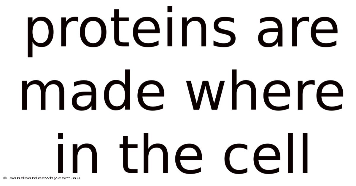 Proteins Are Made Where In The Cell