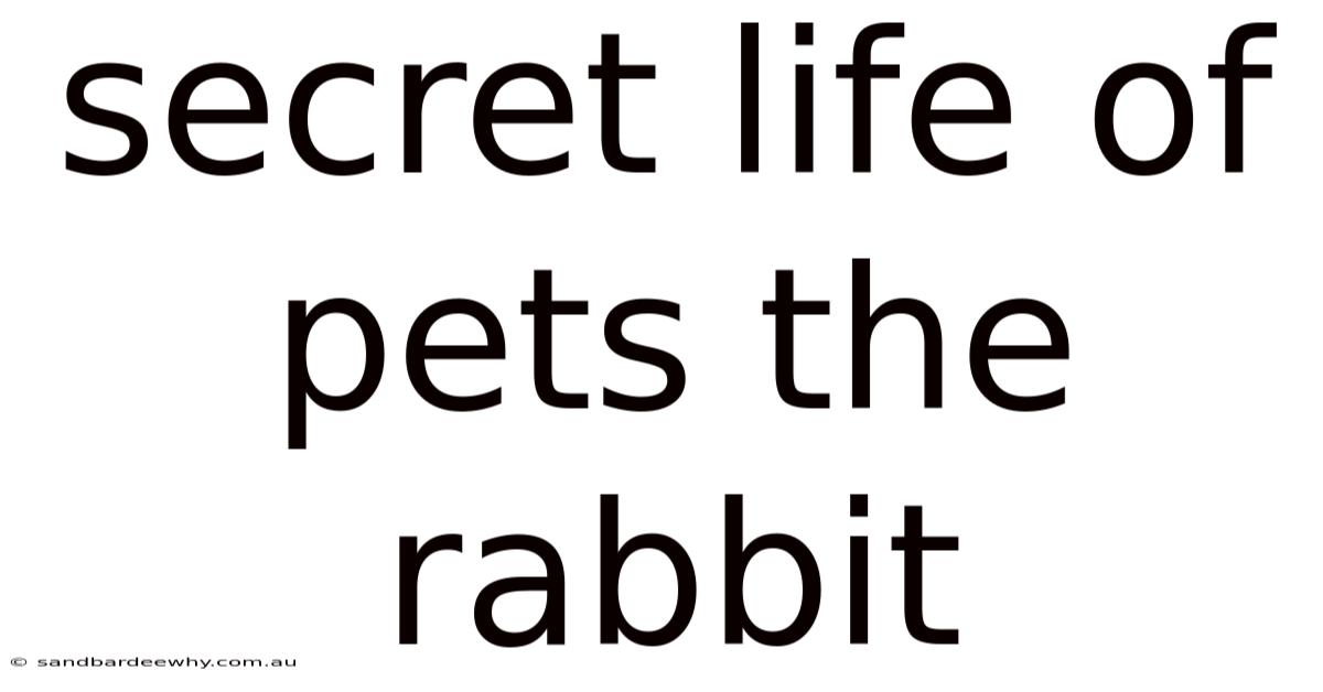 Secret Life Of Pets The Rabbit