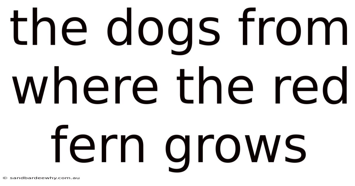 The Dogs From Where The Red Fern Grows
