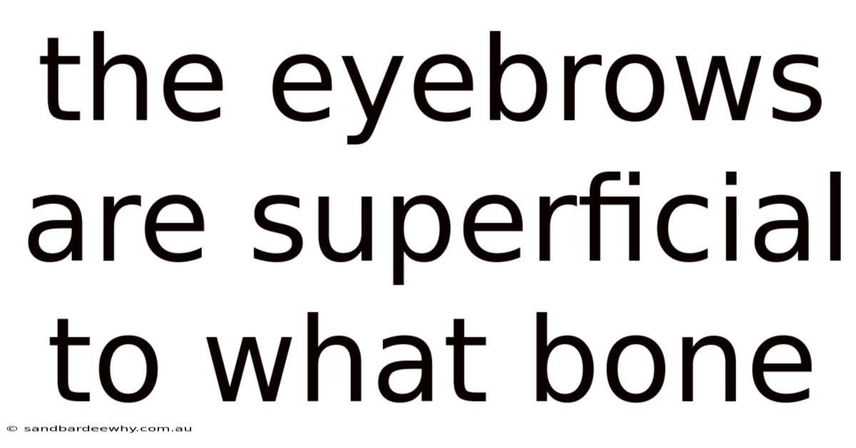 The Eyebrows Are Superficial To What Bone