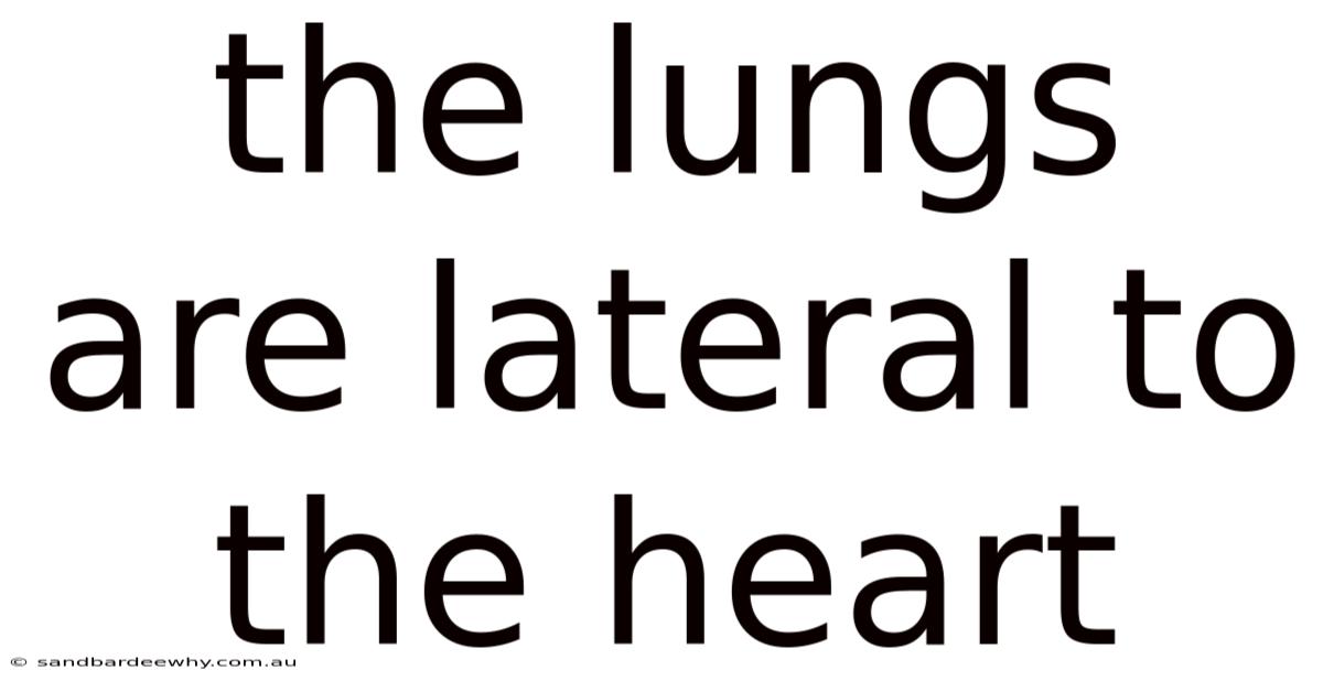 The Lungs Are Lateral To The Heart