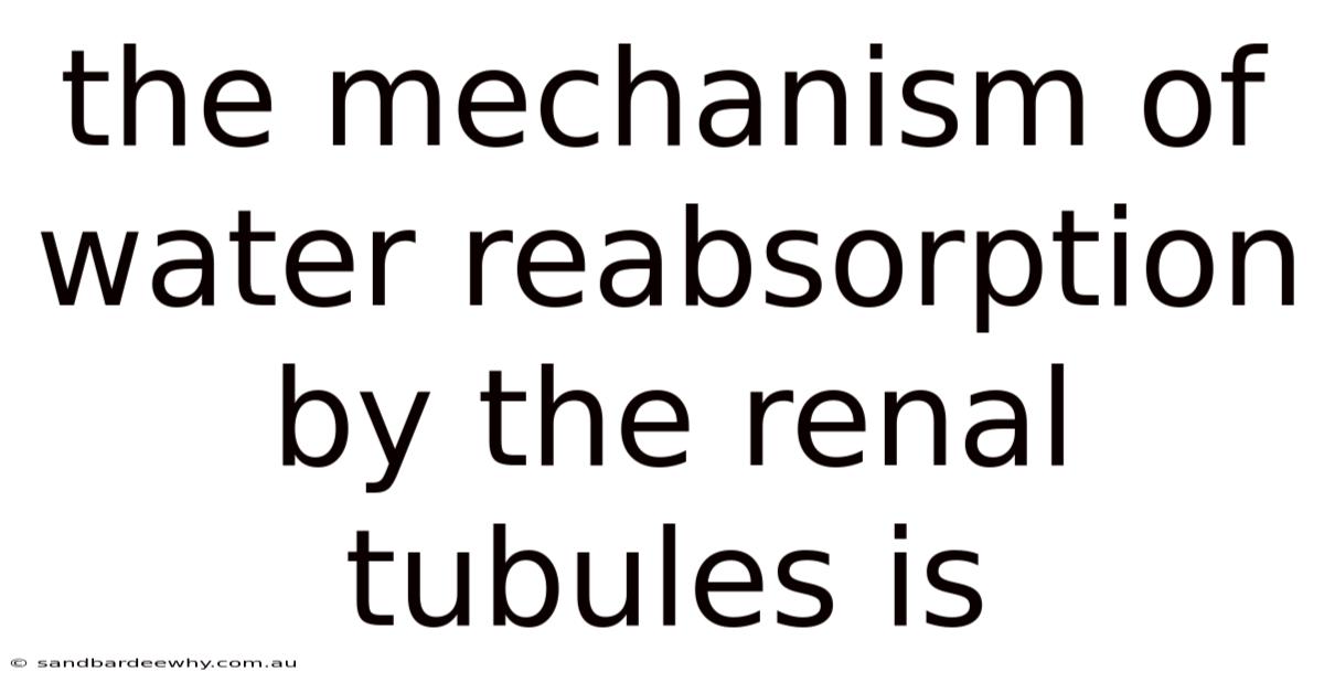 The Mechanism Of Water Reabsorption By The Renal Tubules Is