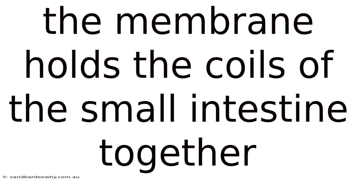 The Membrane Holds The Coils Of The Small Intestine Together