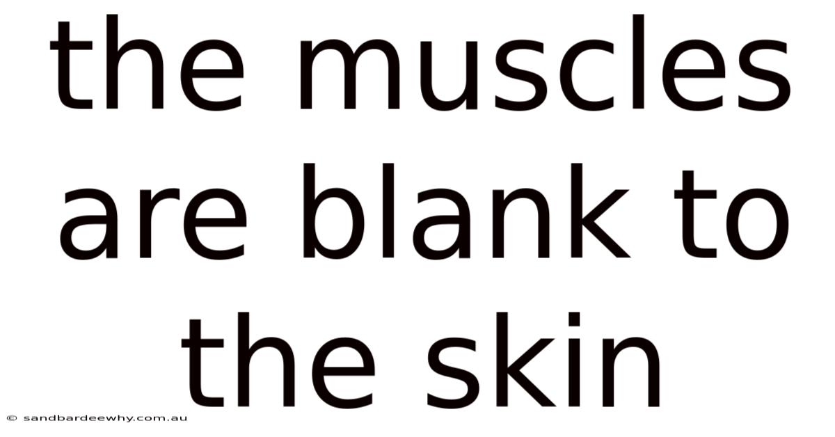 The Muscles Are Blank To The Skin
