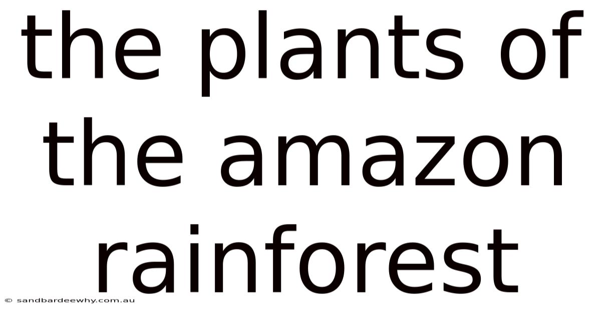 The Plants Of The Amazon Rainforest