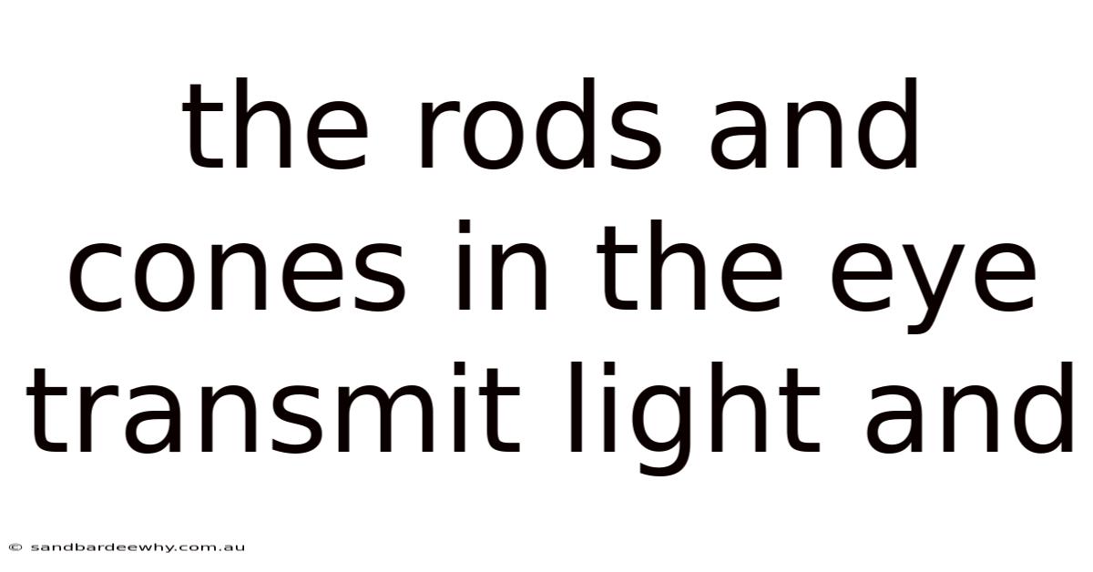 The Rods And Cones In The Eye Transmit Light And